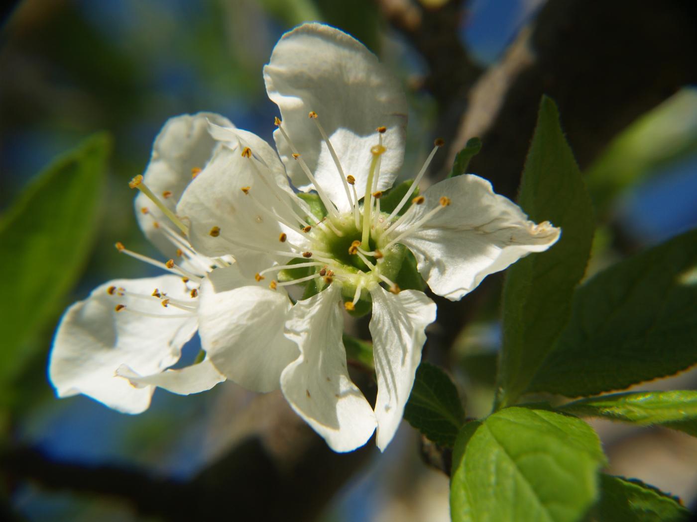 Plum, Domestic flower